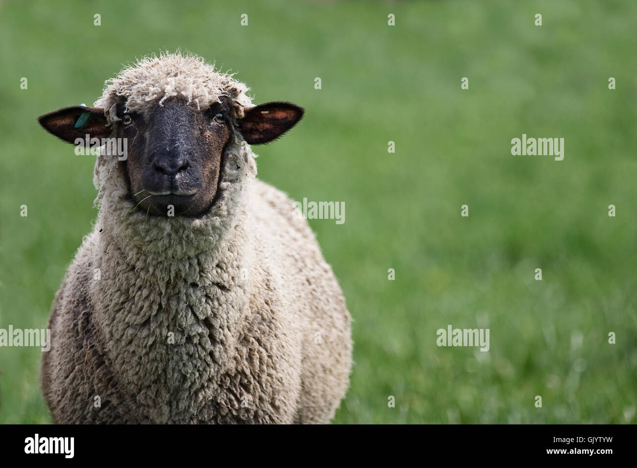 schwarze Schafe Stockfoto