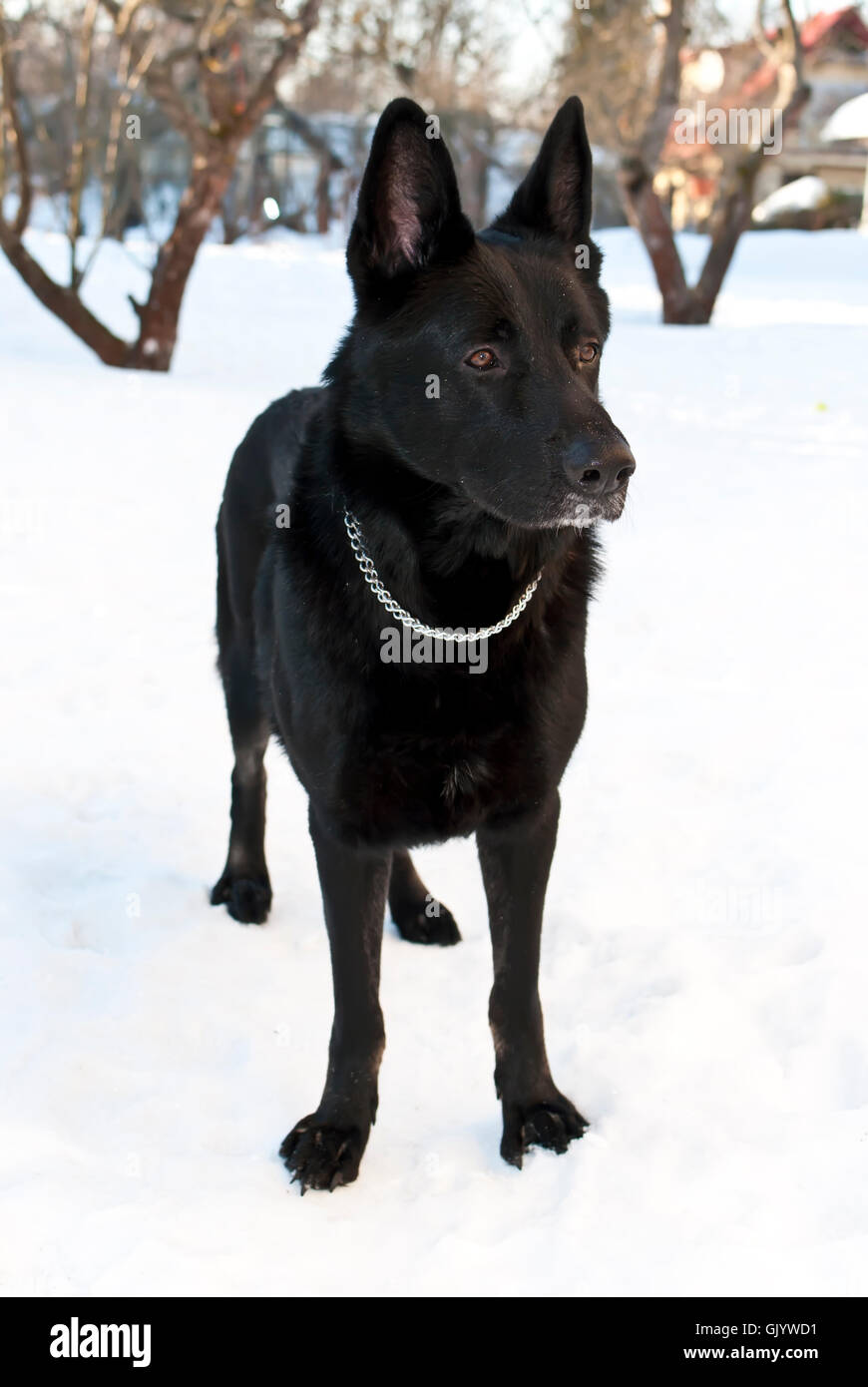 Schwarzer Schäferhund im Schnee im Winter Stockfoto