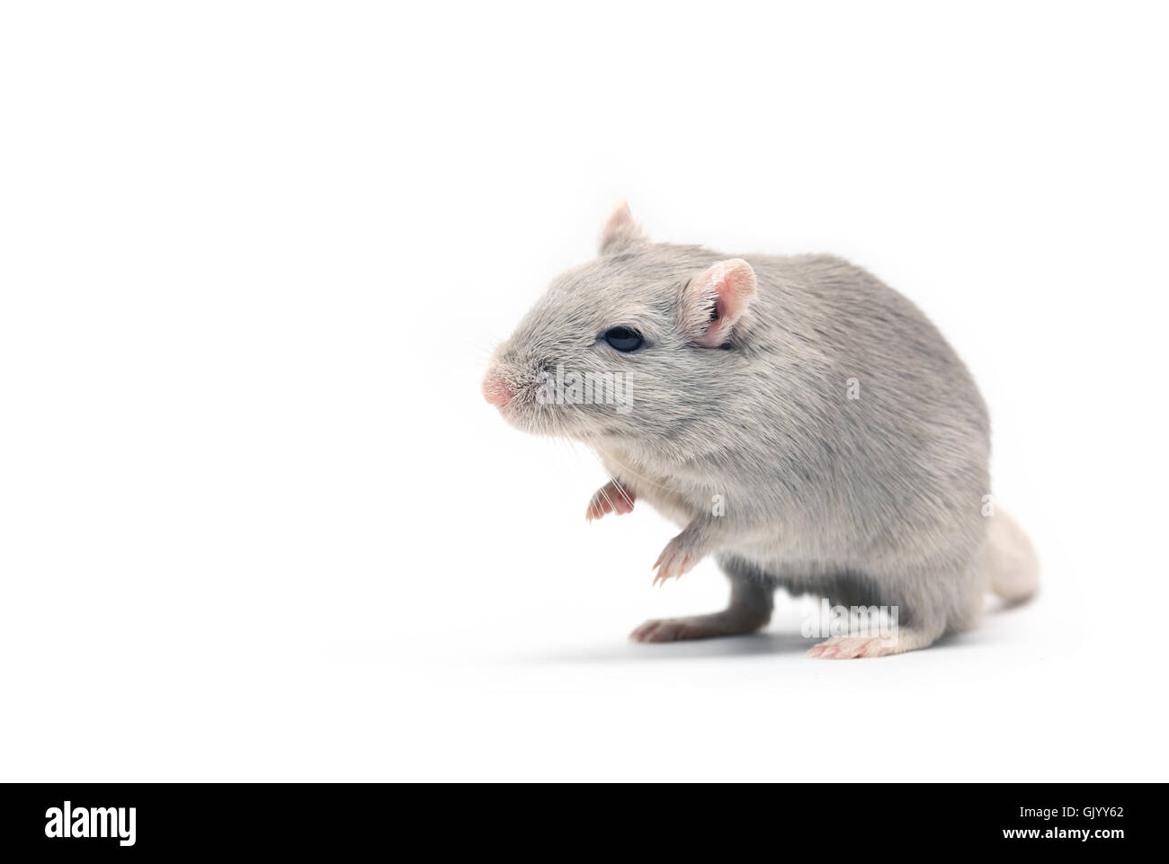 Graue Maus Stockfoto