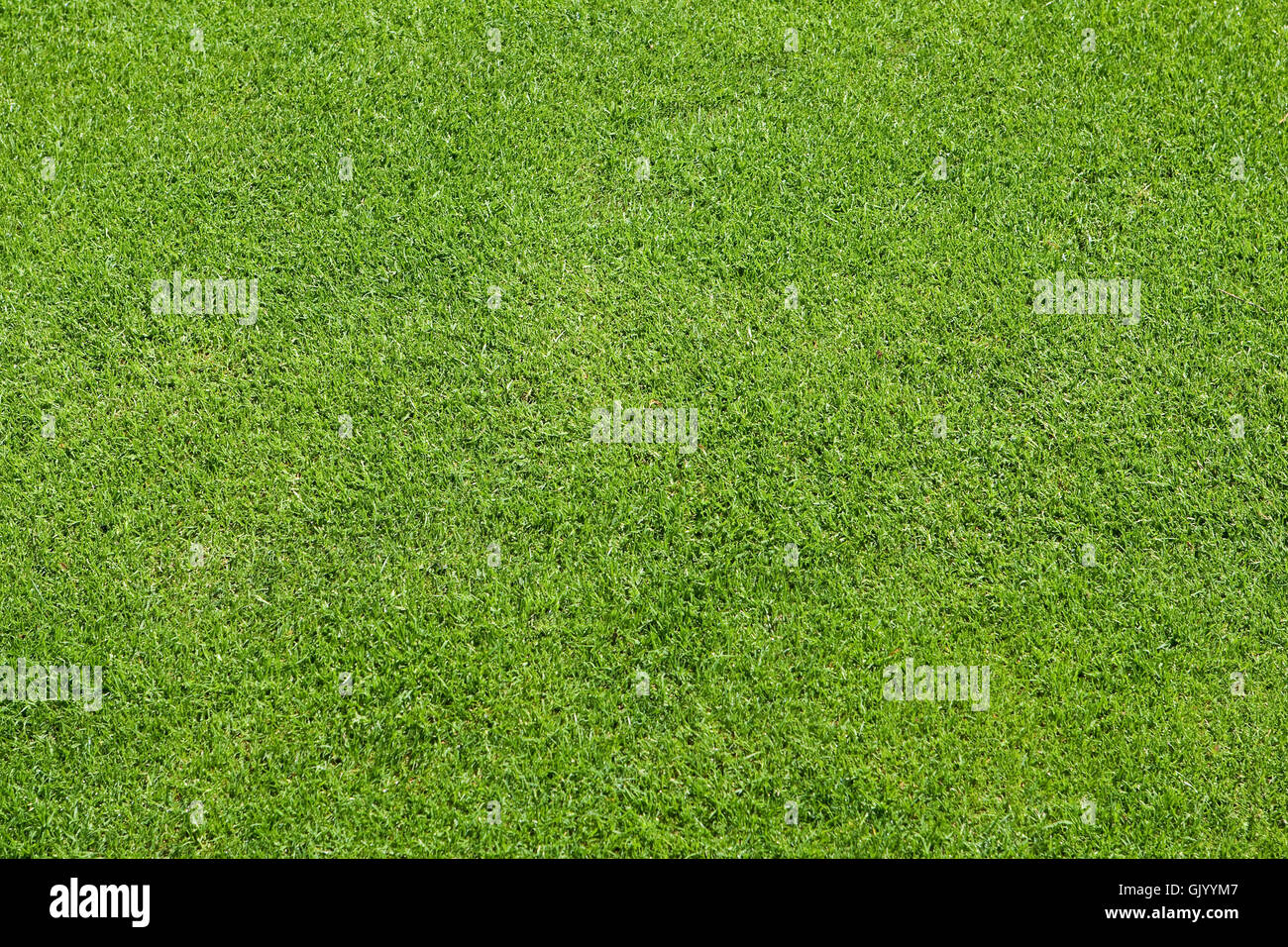 grüne Wiese Rasen Stockfoto