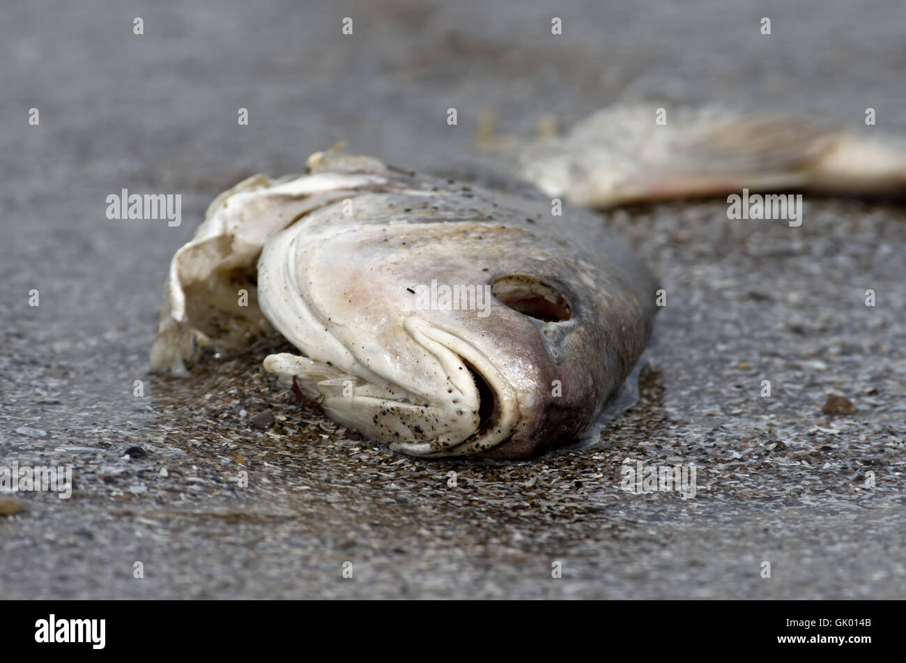 Tote Fische am Ufer des Lake Erie liegen. Lake Erie ist die flachste und wärmsten der fünf großen Seen. Stockfoto