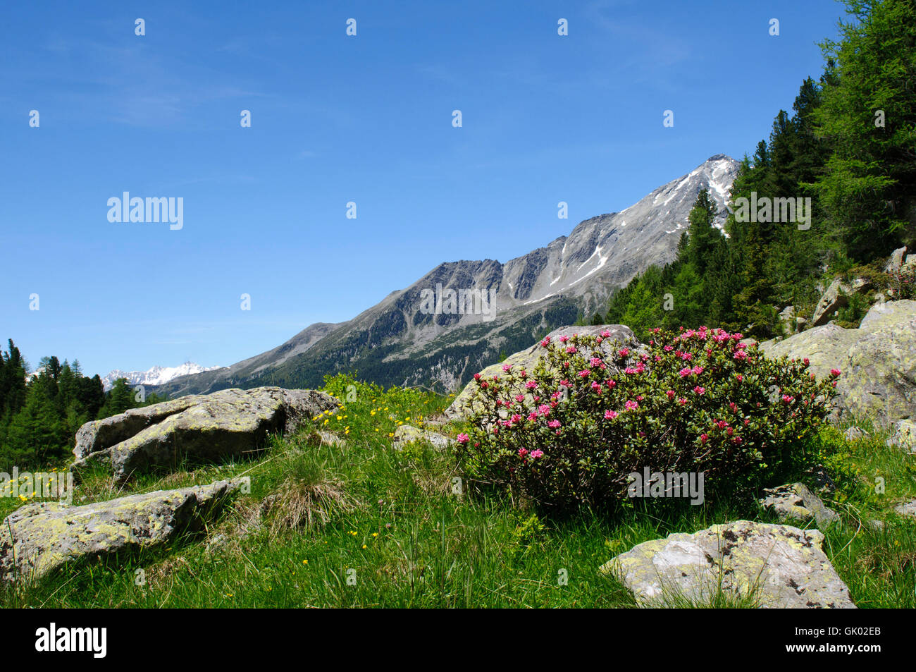 Alpenrose Stockfoto