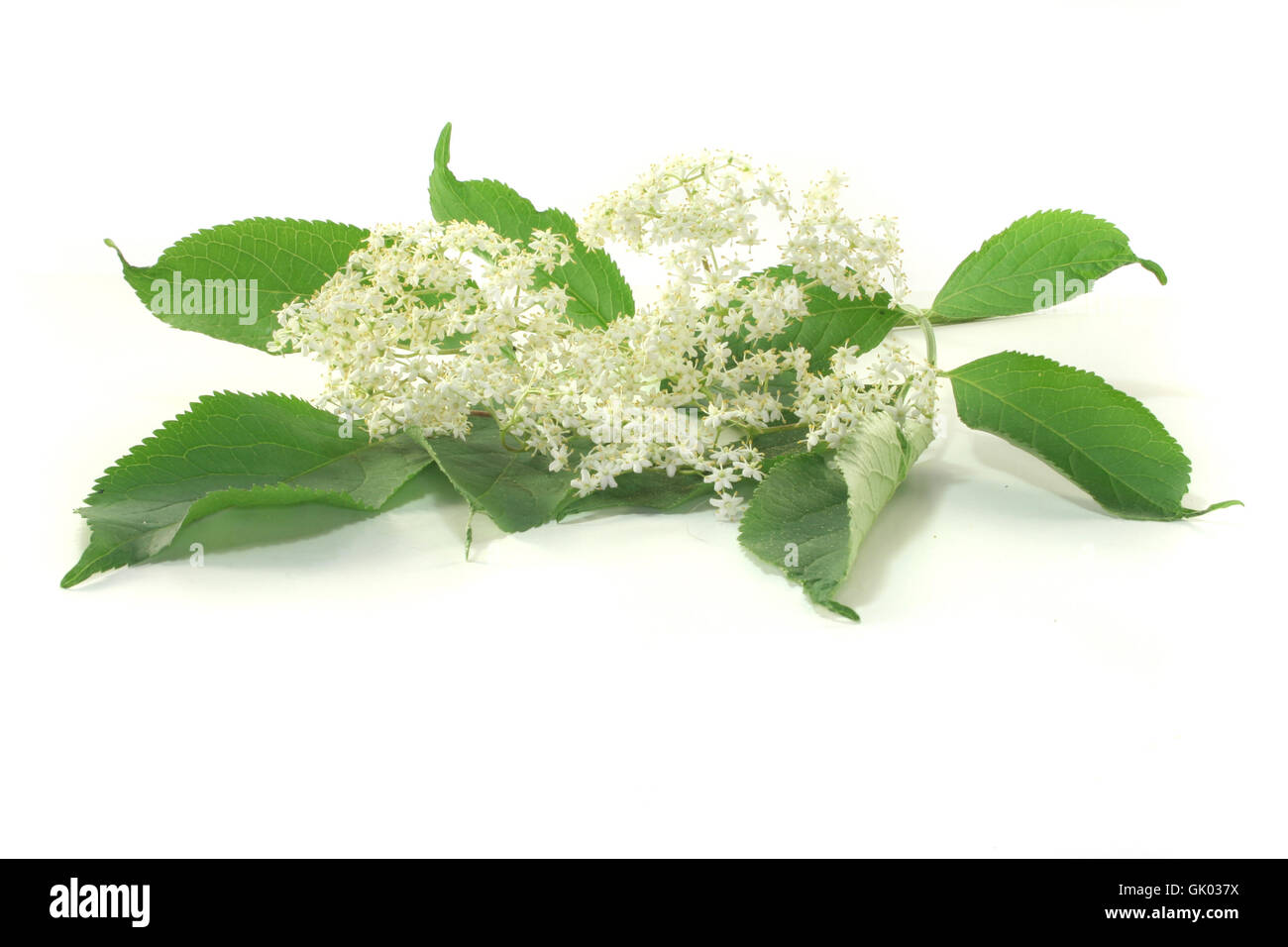 Holunderblüten Stockfoto