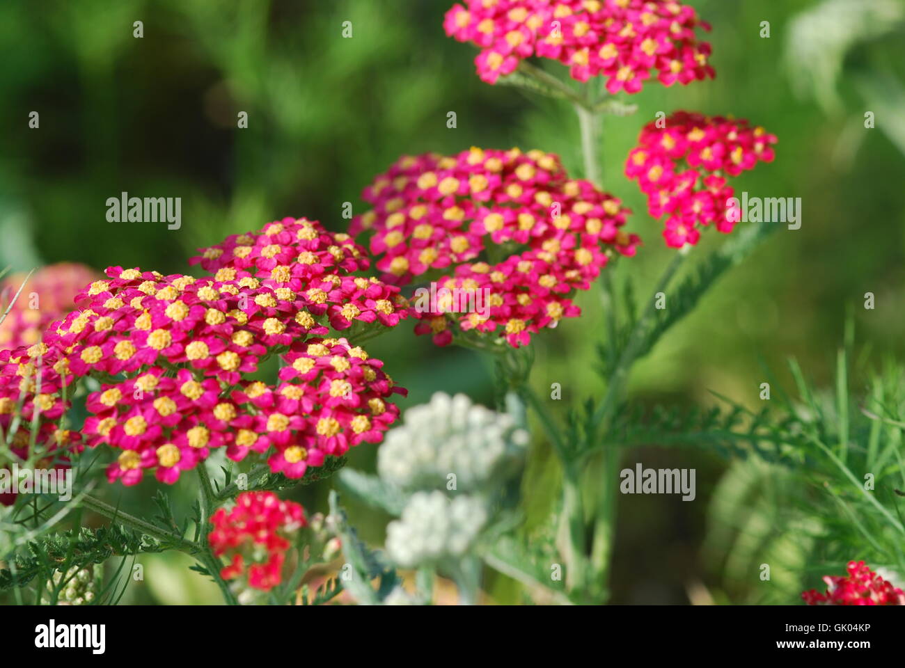 Schafgarbe (Achillea Millefolium) Stockfoto