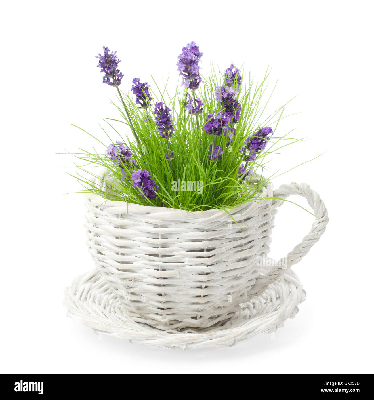 Blume Blume Pflanze Stockfoto