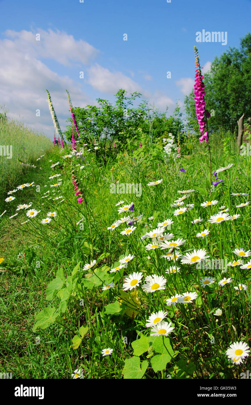 Blumenwiese - Blumenwiese 08 Stockfoto