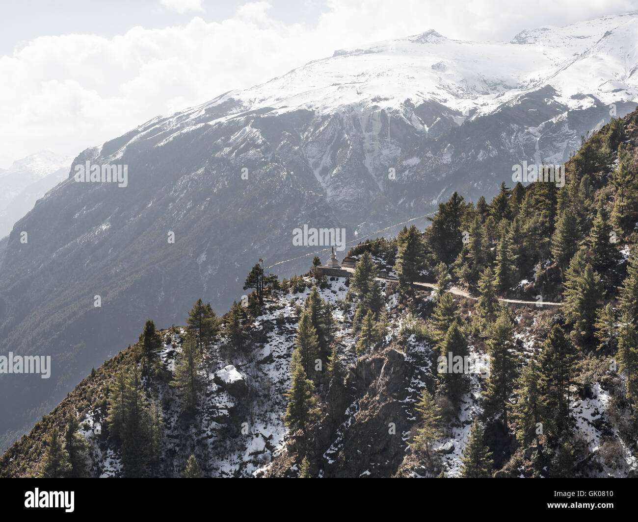 Evergreens im Himalaya in der Nähe von Namche, Nepal Stockfoto