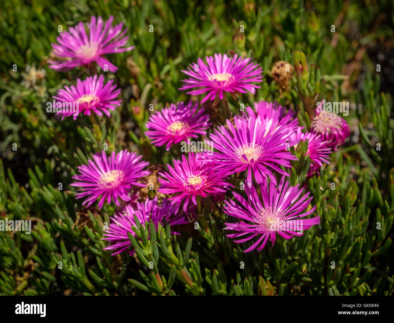 Violette Aster Blumen fotografiert in Kanarische Inseln, Spanien Stockfoto