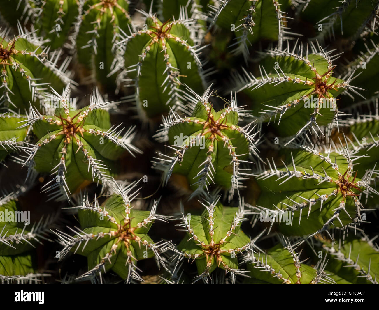 Nahaufnahme von den Kakteen in den Kaktusgarten, entworfen von Cesar Manrique, Lanzarote, Kanarische Inseln, Spanien Stockfoto