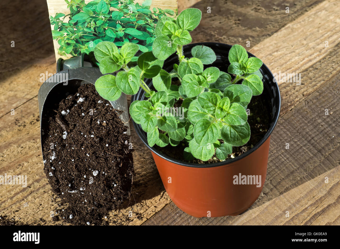 Mehrjährige Pflanze griechischer Oregano mit Saatgut-Päckchen und Kugel Blumenerde. Stockfoto