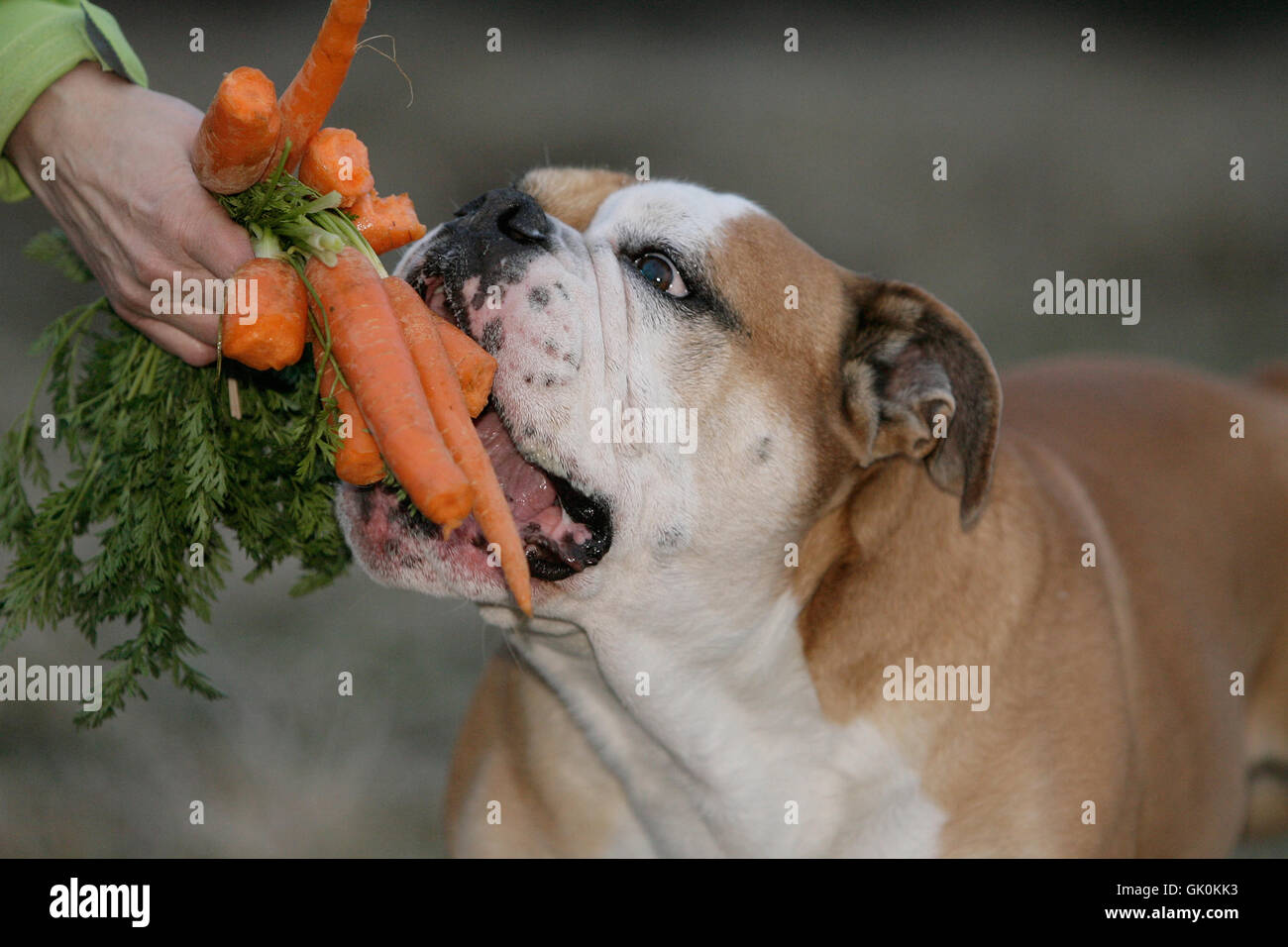 Hand-Hund-feed Stockfoto