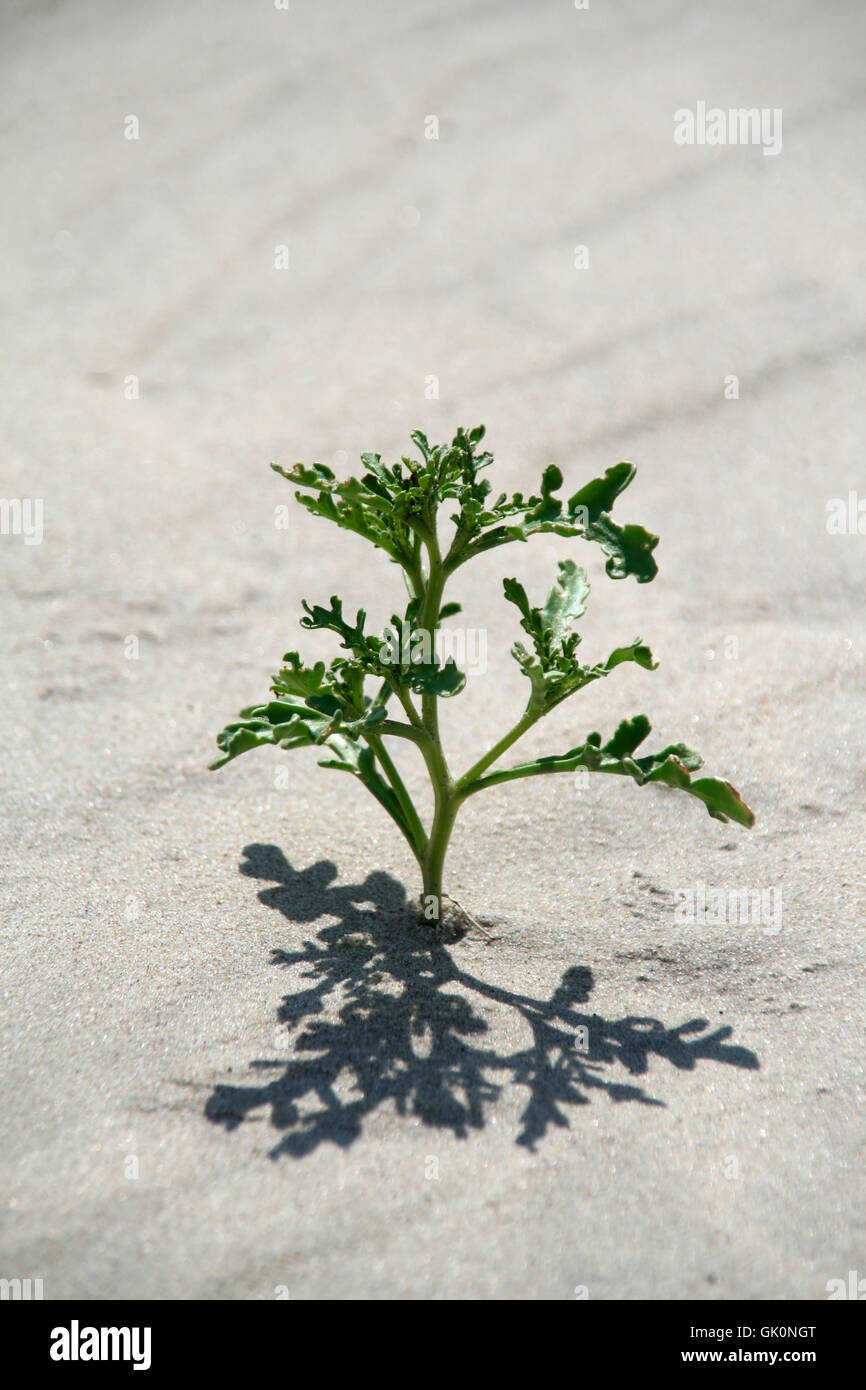 Jacobs greiskraut Stockfoto