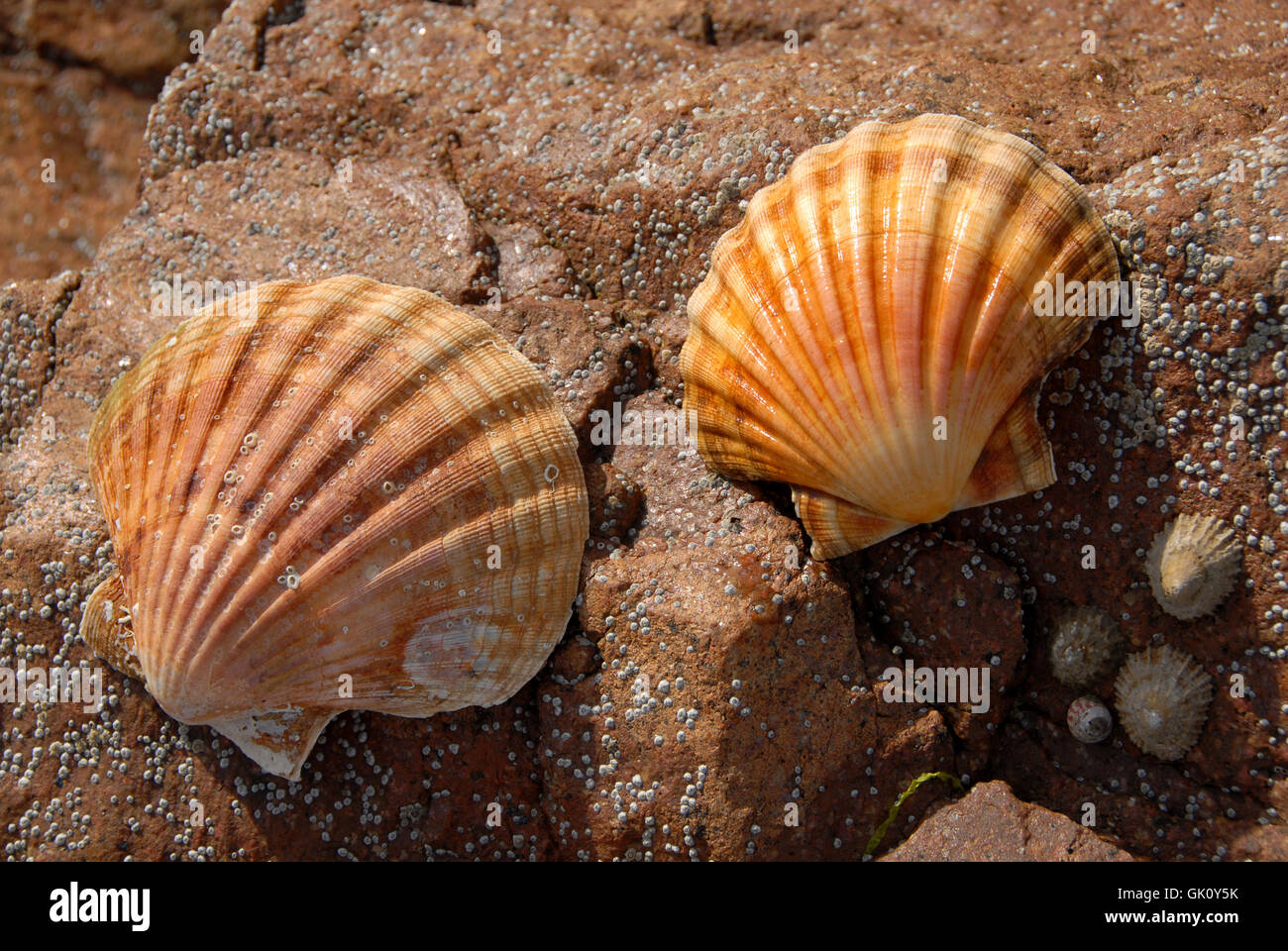 Tier shell-Europa Stockfoto