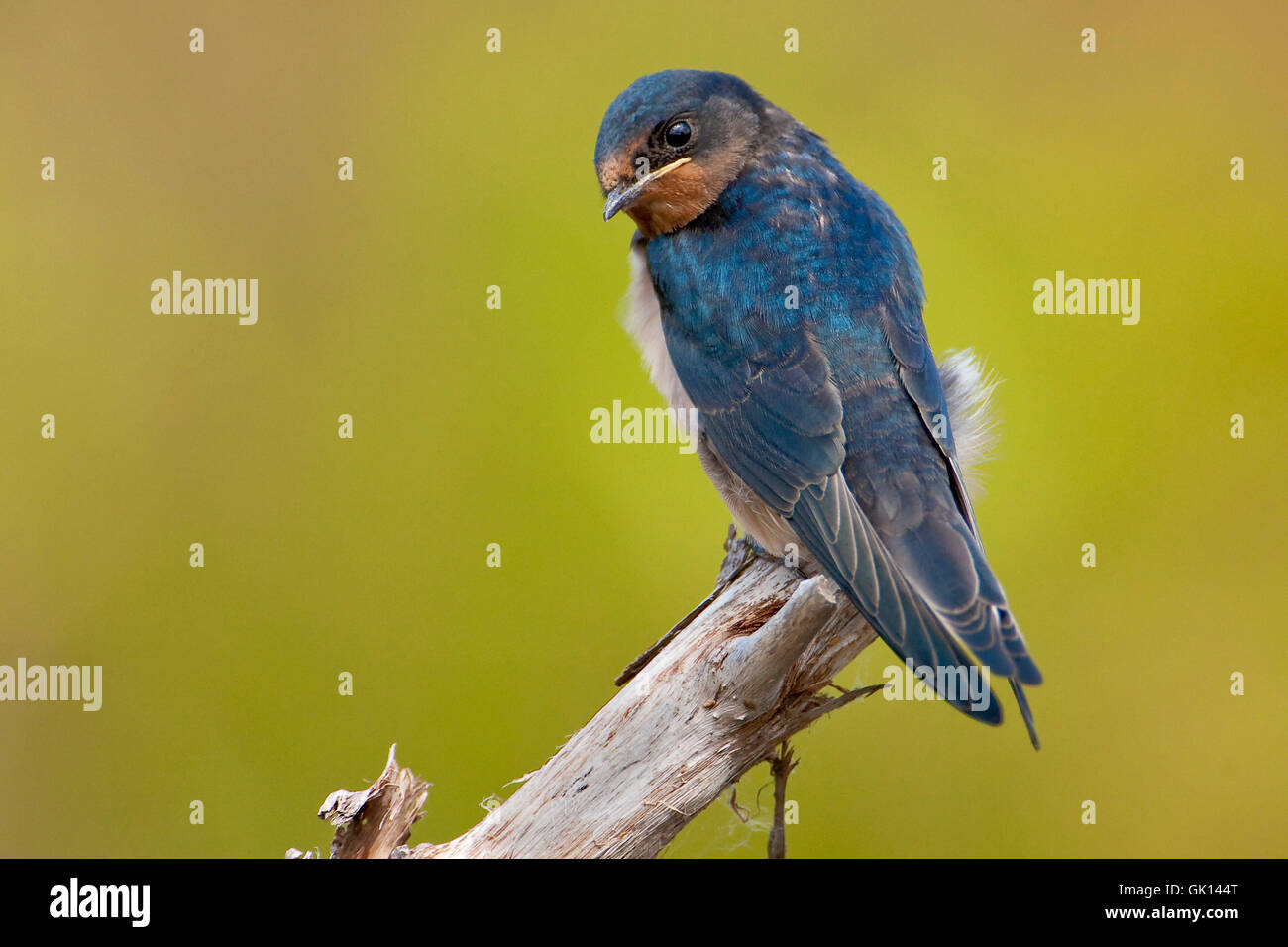 Vogel Vögel schlucken Stockfoto