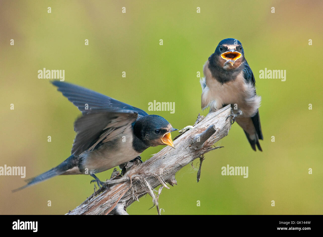 Vogel Vögel Singvogel Stockfoto