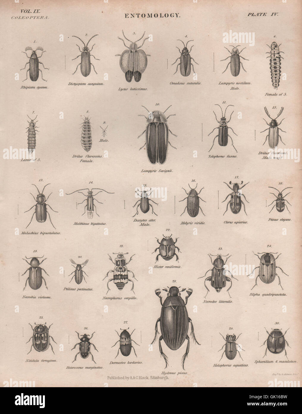 ENTOMOLOGIE 4. Insekten-Käfer. BRITANNICA, antiken print 1860 Stockfoto