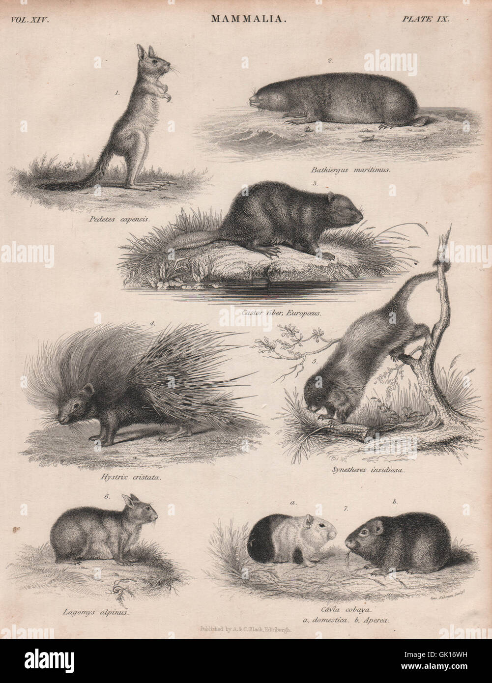 Springhare Cape Maulwurf Ratte Beaver Stachelschwein Couiy Alpine Pika Meerschweinchen, 1860 Stockfoto