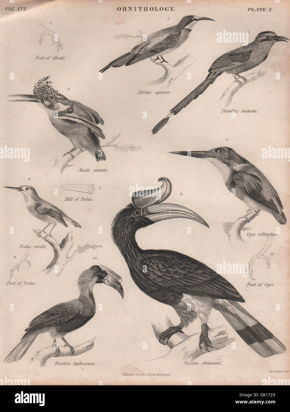 Zwerg/Malachit-Eisvogel. Bienenfresser. Motmot. Tody. Rufous/Rhino Hornbill, 1860 Stockfoto