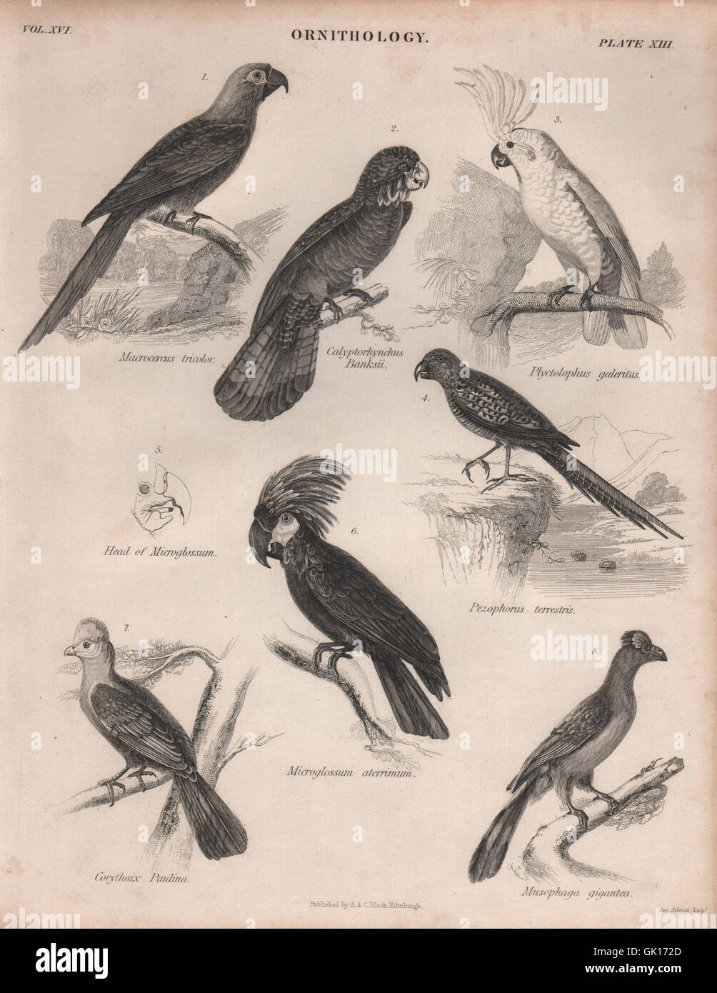 PAPAGEIEN. ARA. Kakadu. Turaco. Wegerich-Esser. BRITANNICA, alte print 1860 Stockfoto