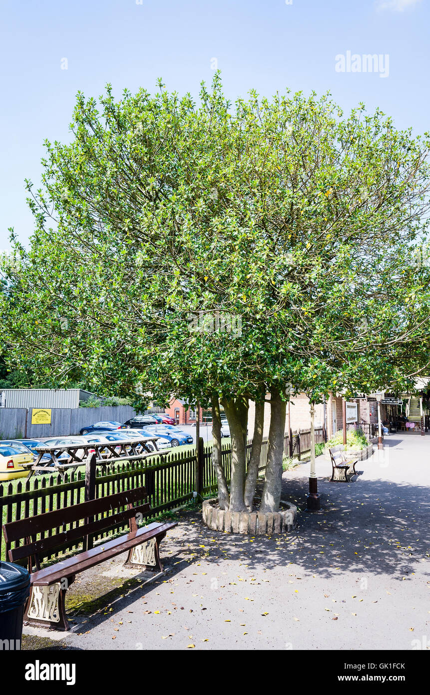 Ein Multi-trunked Stechpalme Baum wächst auf Winchcombe Bahnhof in UK Stockfoto