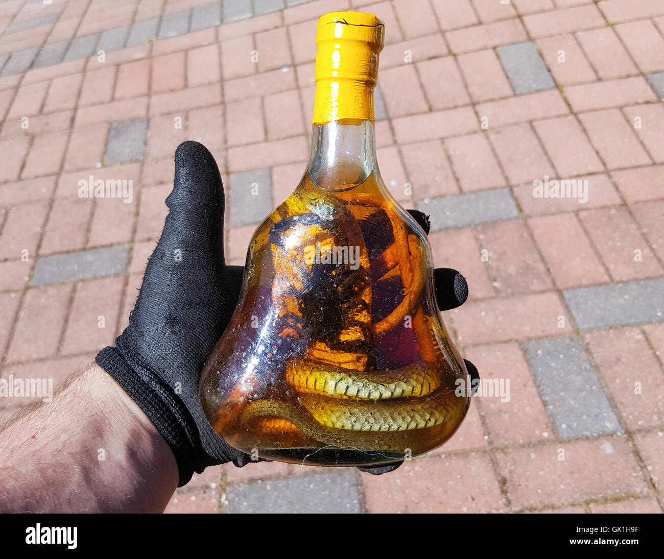 Vietnamesische Schlange, Skorpion Wein Flasche auf einem mans Hand Stockfoto