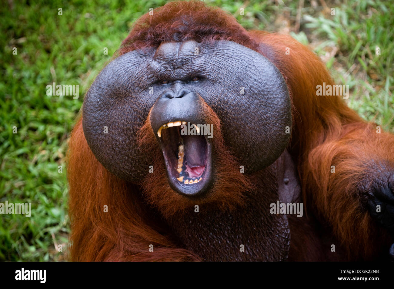 Säugetier-Affe-Indonesien Stockfoto