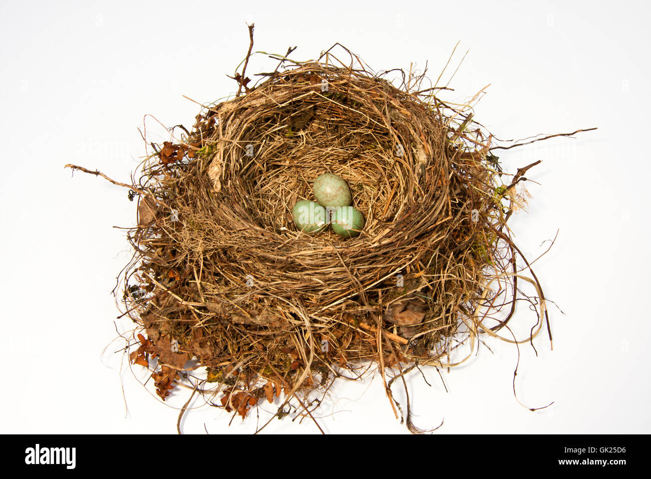 Nest-Eiern Kupplung Stockfoto