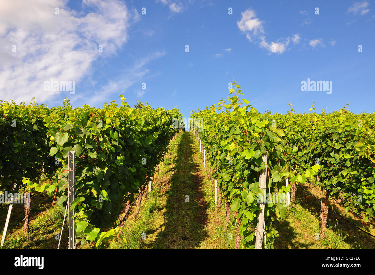 Werk verlässt Anbau von Wein Stockfotografie Alamy