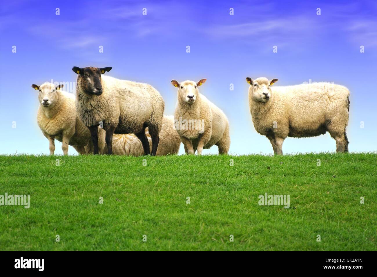 Schafe auf dem Deich der Nordsee Stockfoto