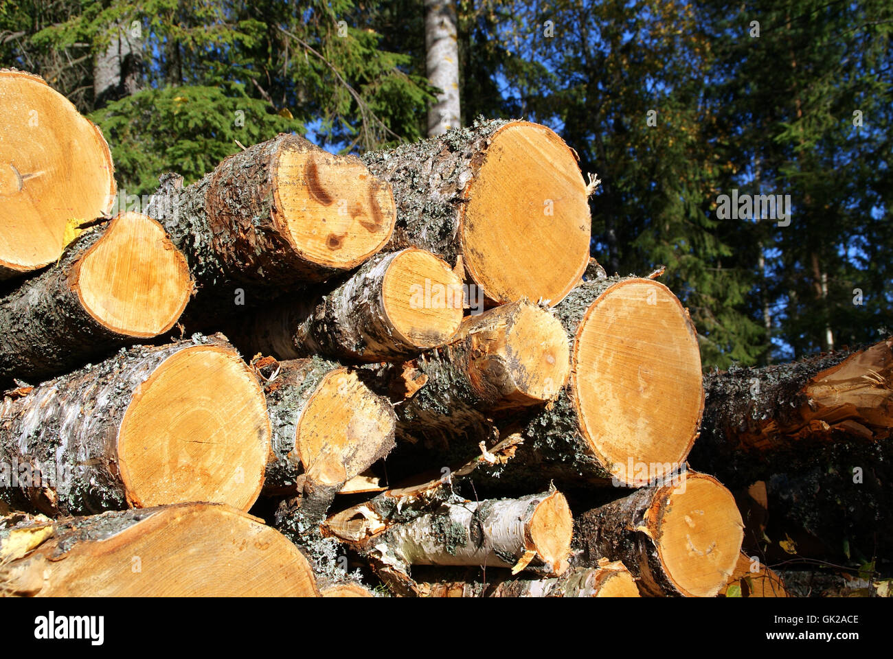 Baum-Holzwerkstoff Stockfoto