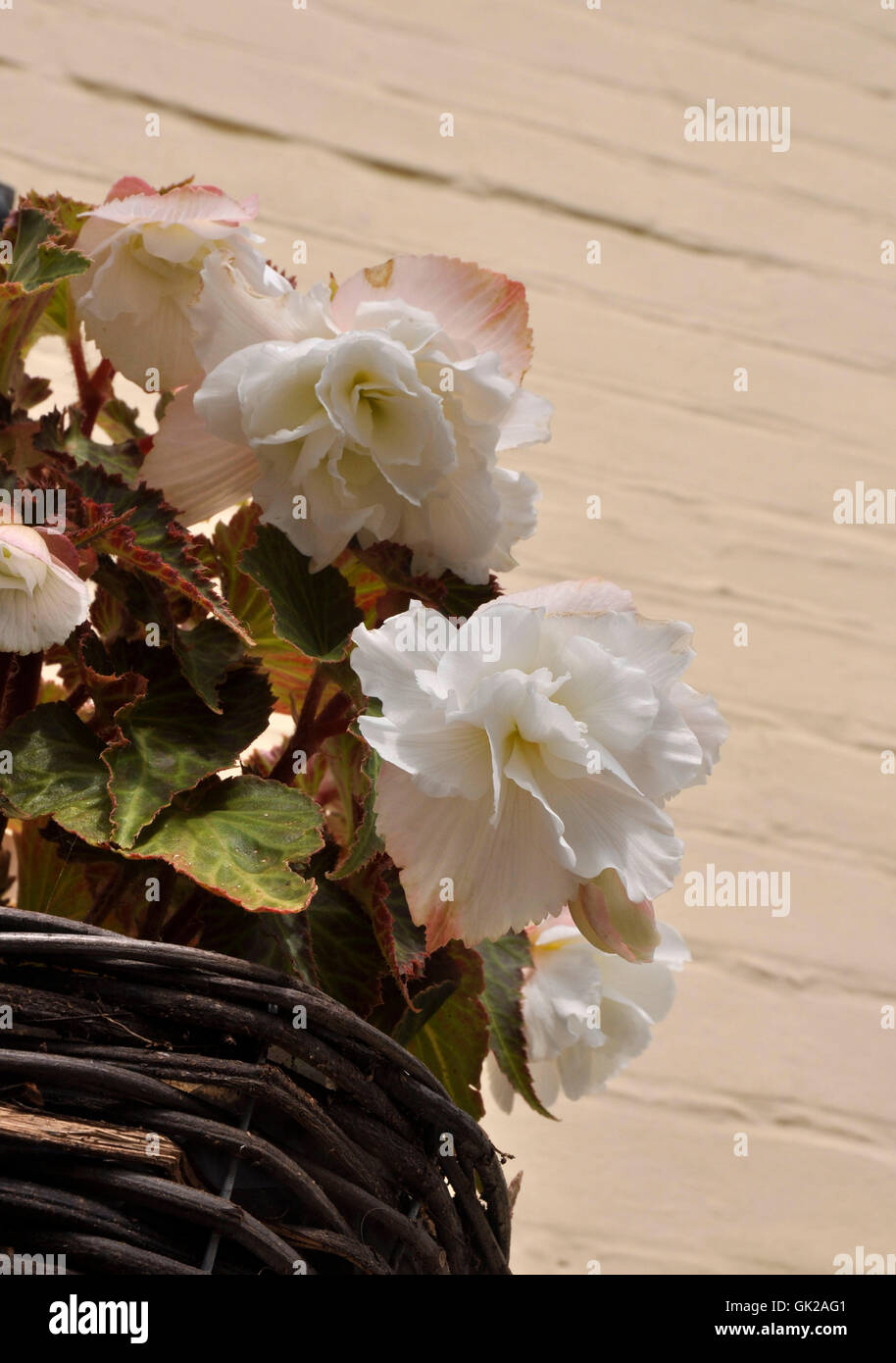Begonia in hängenden Korb Stockfoto