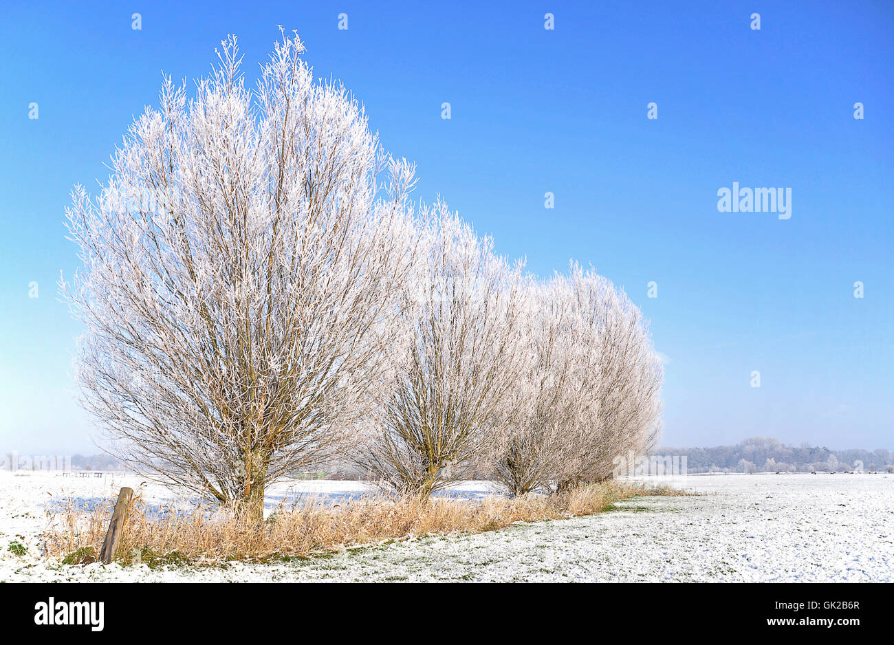 Winterweide Stockfoto