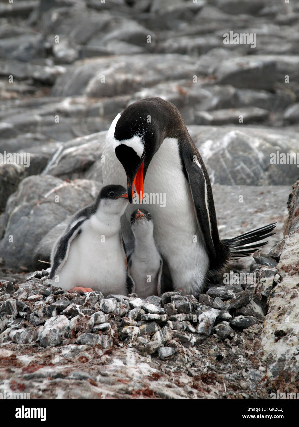 Pinguin Mutter Mutter Stockfoto