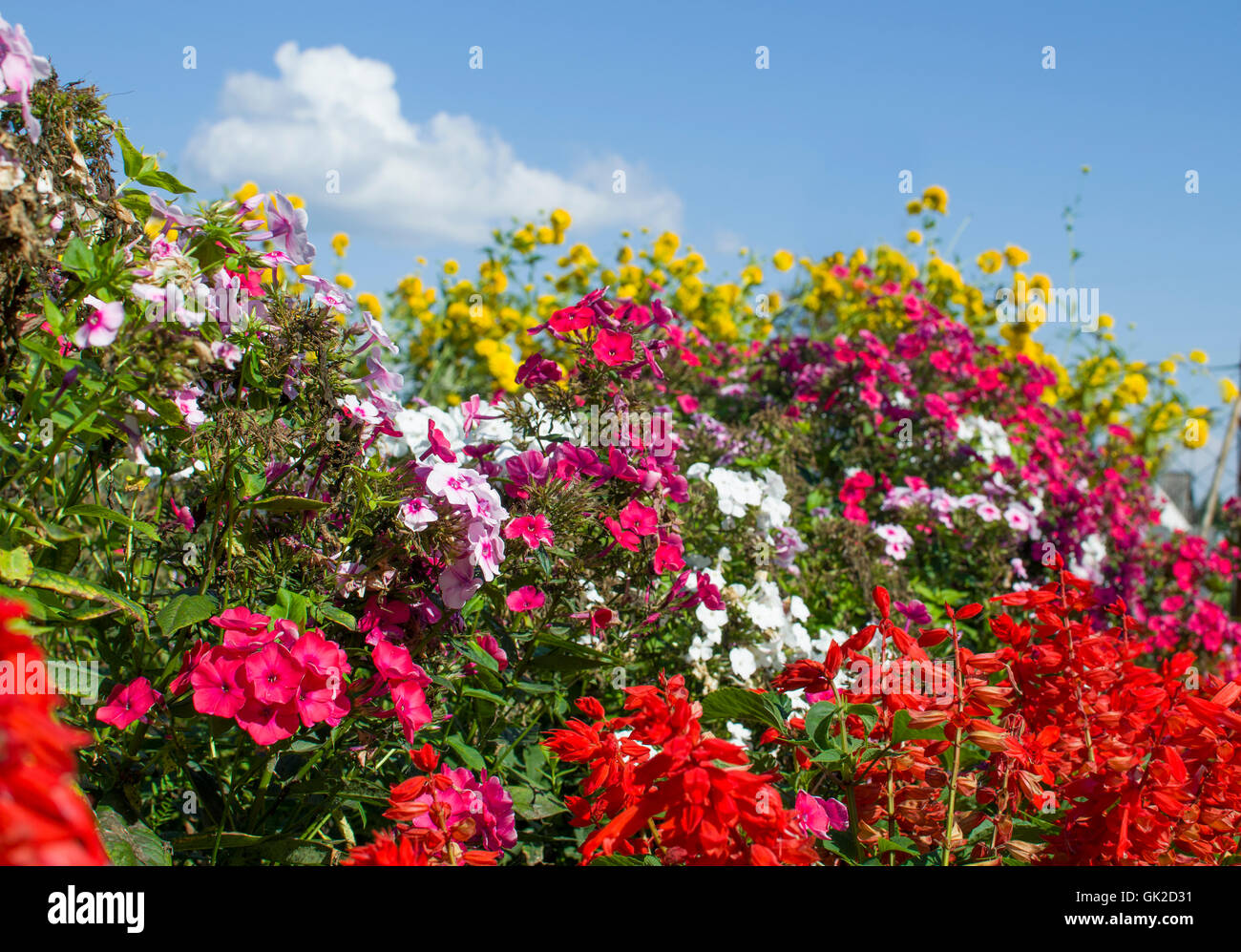 Das Bett mit kultivierten Blumen, ein Bett, einen Garten, Blüten, Flora, Blumen, rosa, Pflanzen, rot, Sommer, weiß, gelb Stockfoto