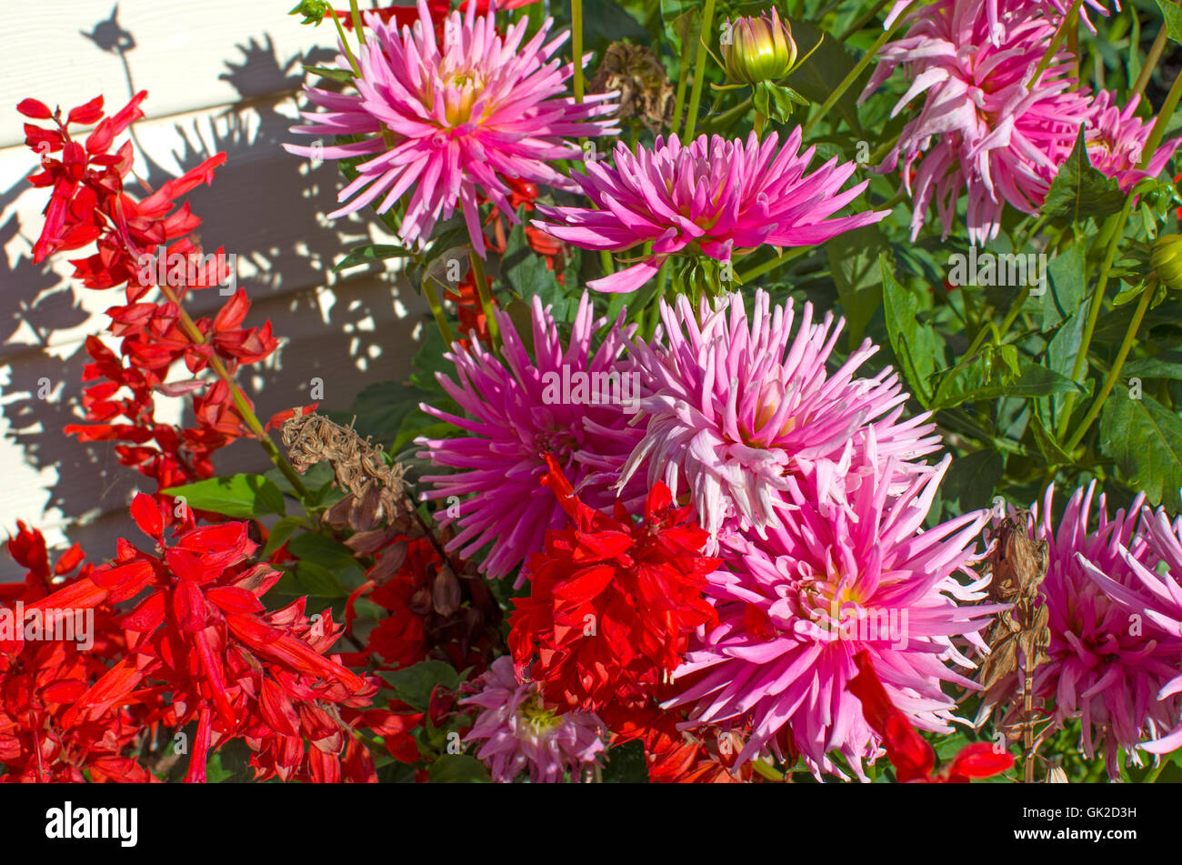 August blumengarten Stockfotos und bilder Kaufen Alamy