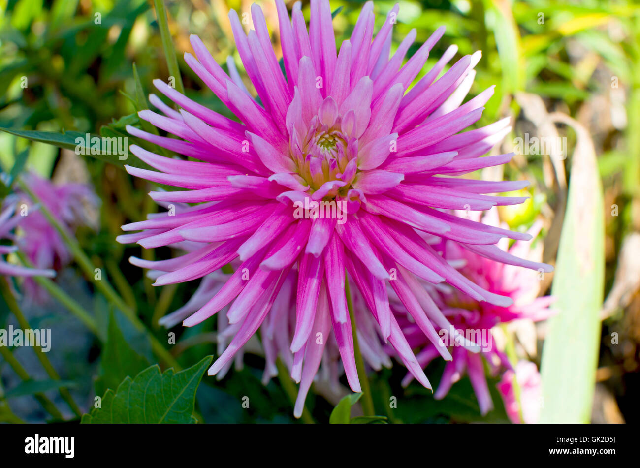 Welche Blumen Bluhen Im August
