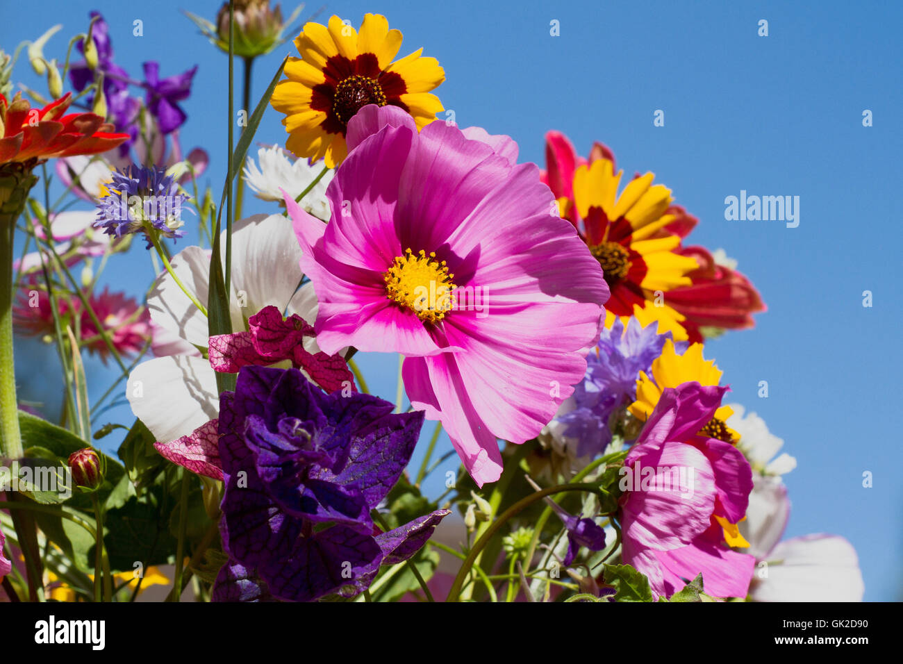bunter Strauß mit Sommerblumen Stockfoto
