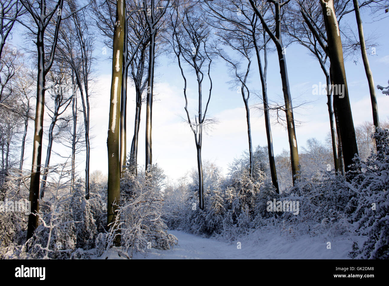 kalten Winter Winterlandschaft Stockfoto