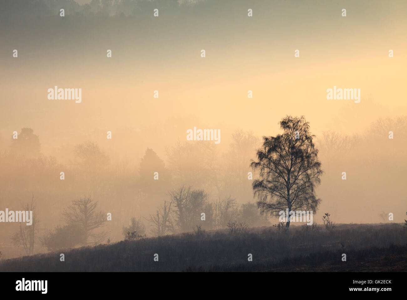 Baum im Nebel eingefangen von Mogshade Hill n der New Forest National Park. Stockfoto