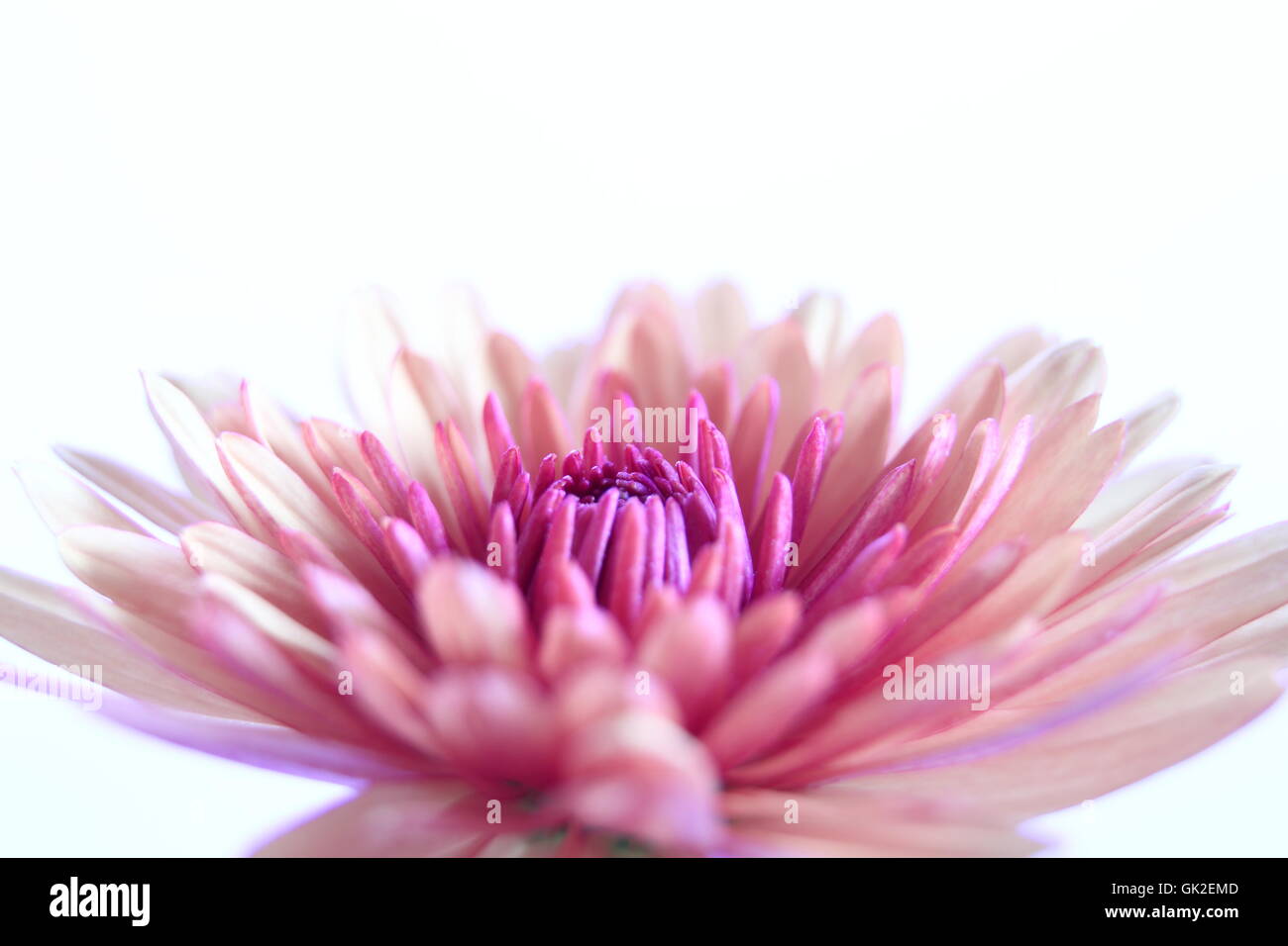Blume-Makro Stockfoto