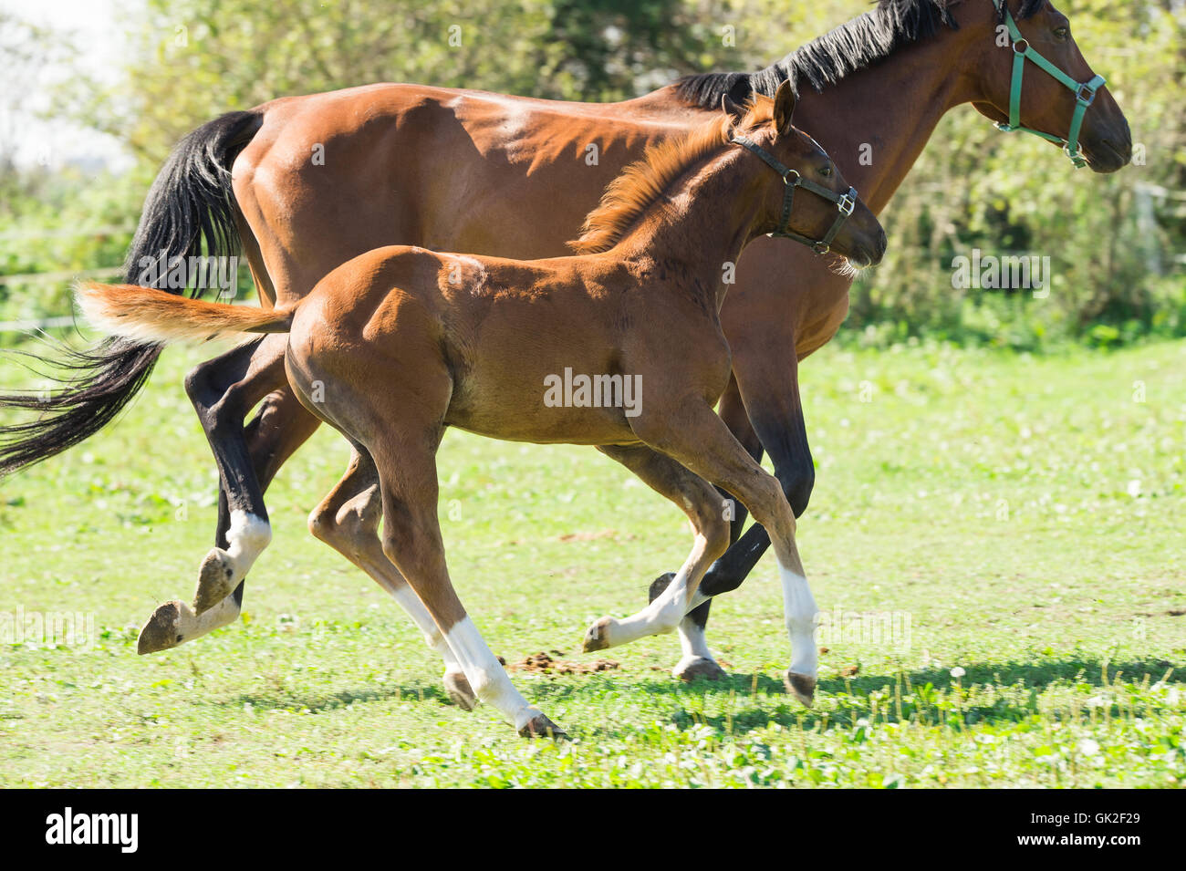 Stute und Fohlen in einer Weide Stockfoto