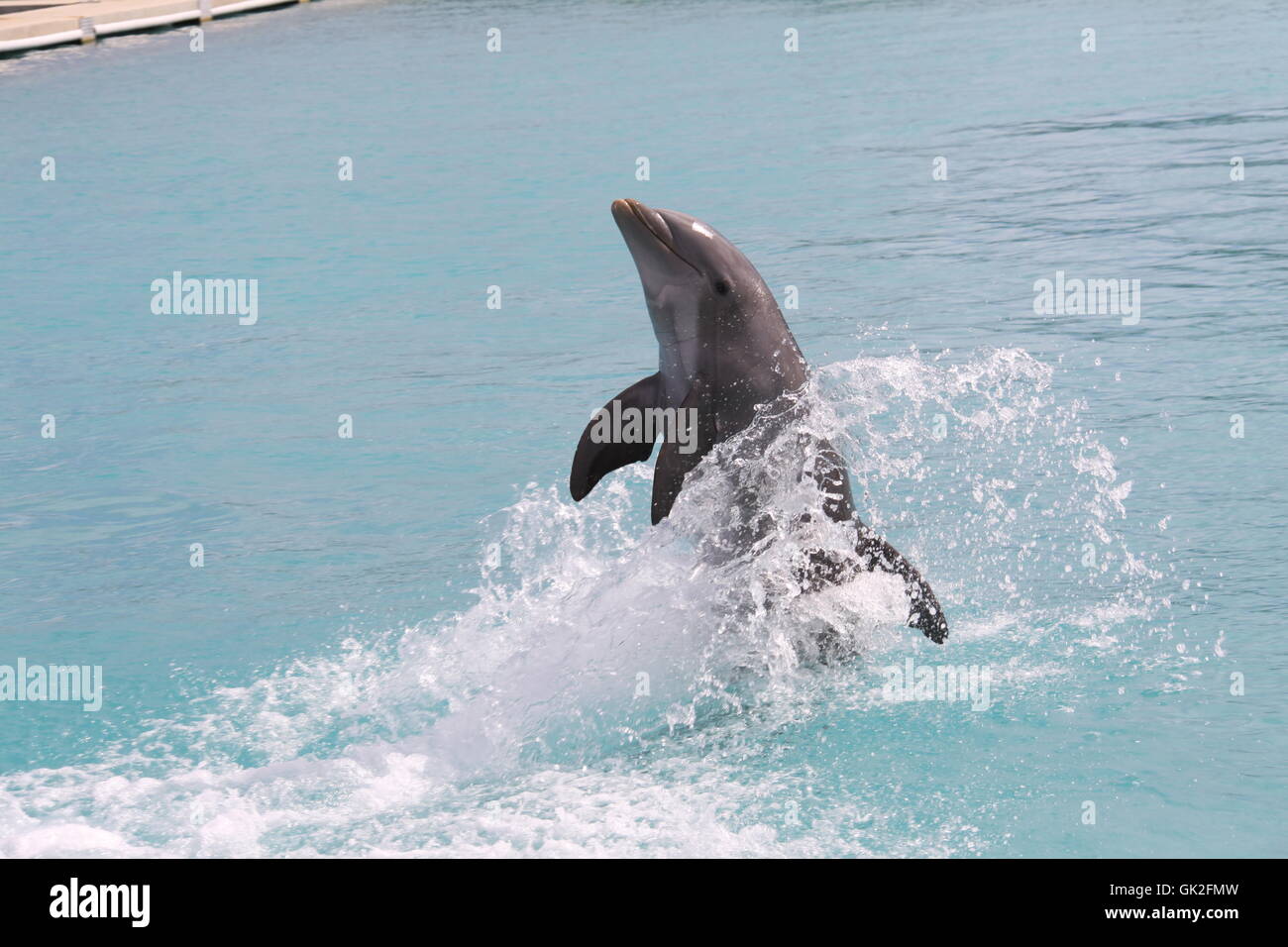 Delphin in enger Stockfoto