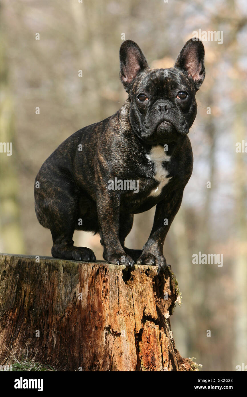 französische Bulldogge Hund Stockfoto