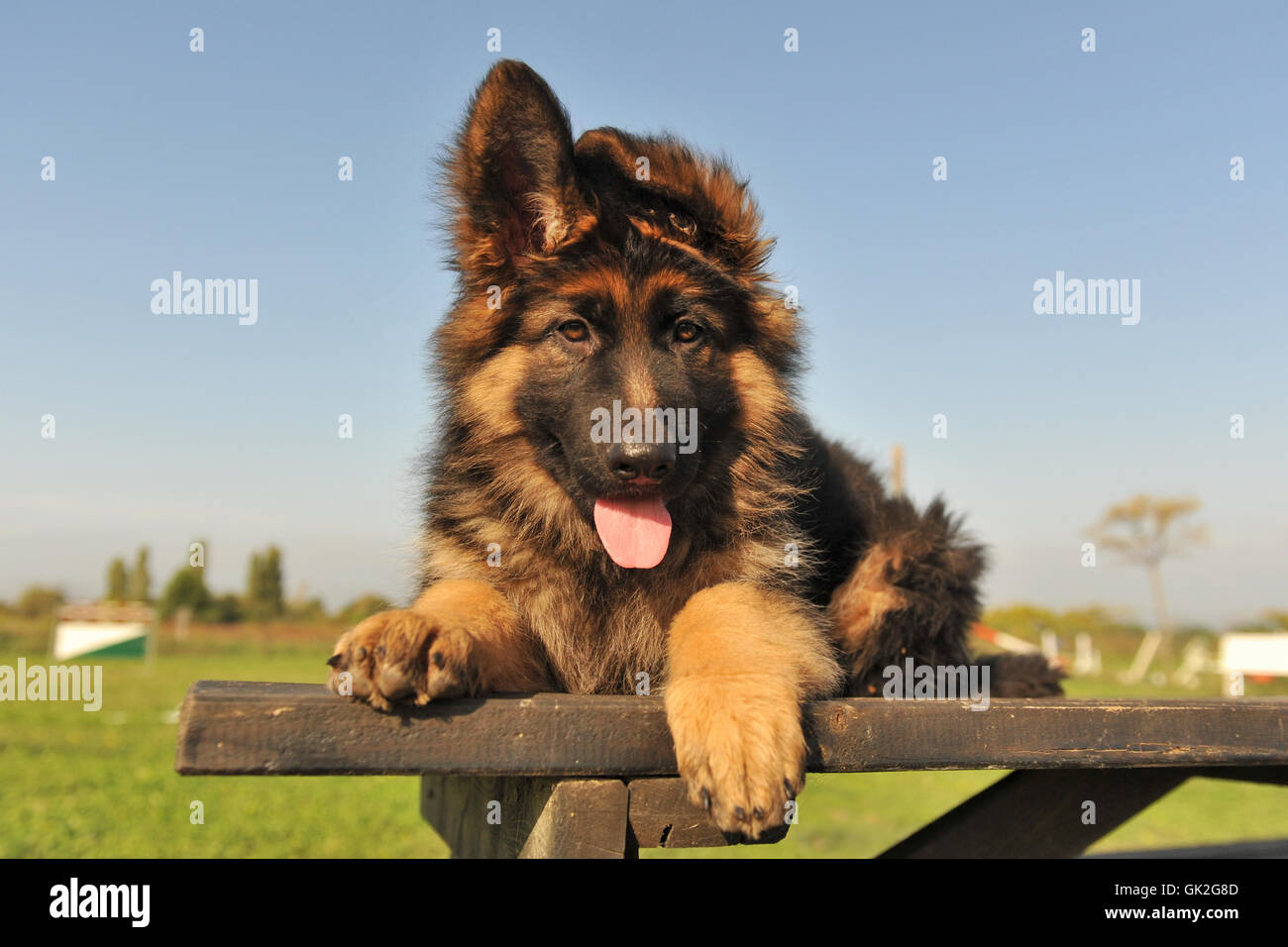 Hund Welpe Deutsch Stockfoto