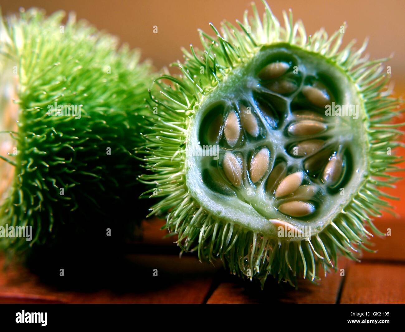 Cucurbit Obst dekorative Pflanze Stockfoto