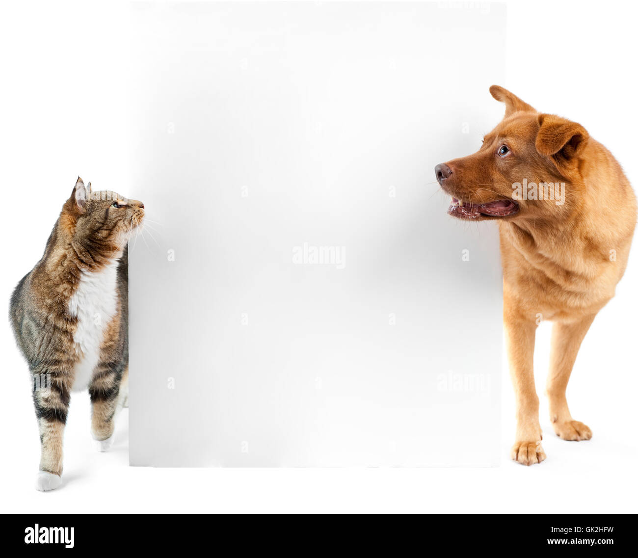 Haustier Haustier banner Stockfoto
