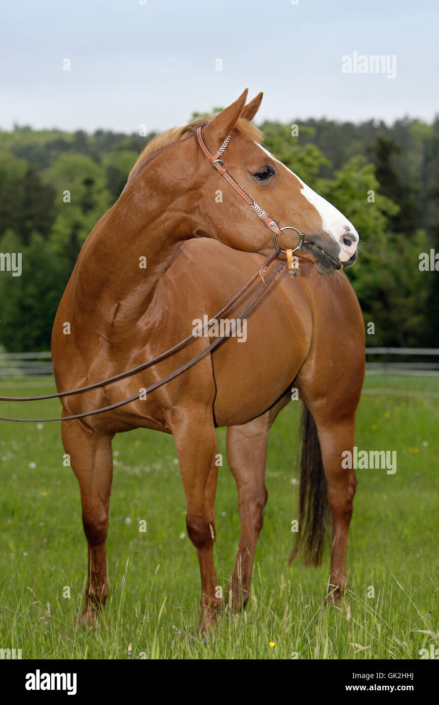 tierische Vollblut Pferd Stockfoto