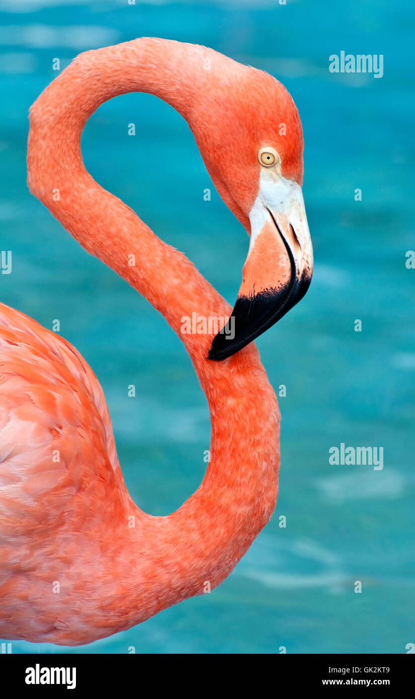 wilde Tiere Vogel Stockfoto