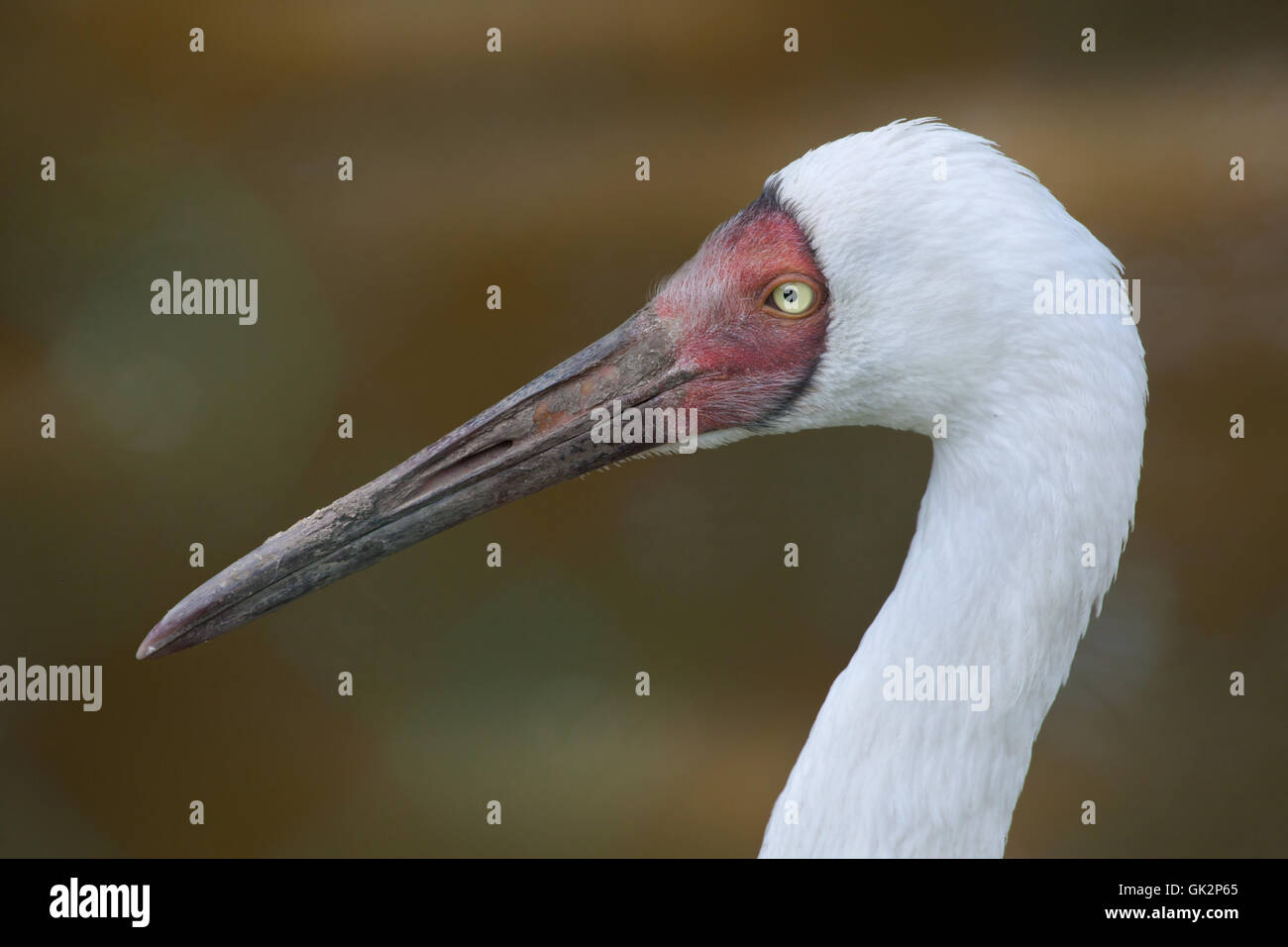 Sibirischer Kranich (Grus Leucogeranus), auch bekannt als der Schnee-Kran. Tierwelt Tier. Stockfoto