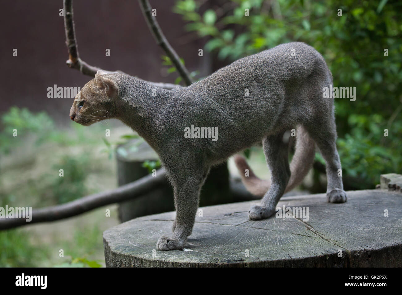 Jaguarundi (Puma Yagouaroundi), auch bekannt als die Eyra Katze. Tierwelt Tier. Stockfoto